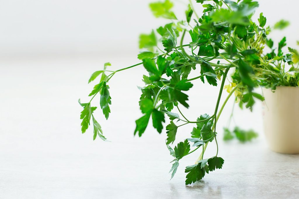 Chiendent, persil, orthosiphon, queue de cerise : la synergie des plantes diurétiques