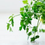 Chiendent, persil, orthosiphon, queue de cerise : la synergie des plantes diurétiques
